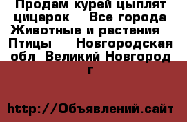 Продам курей цыплят,цицарок. - Все города Животные и растения » Птицы   . Новгородская обл.,Великий Новгород г.